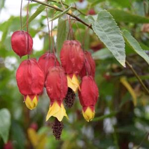 Abutilon megapotamicum 125-150 cm